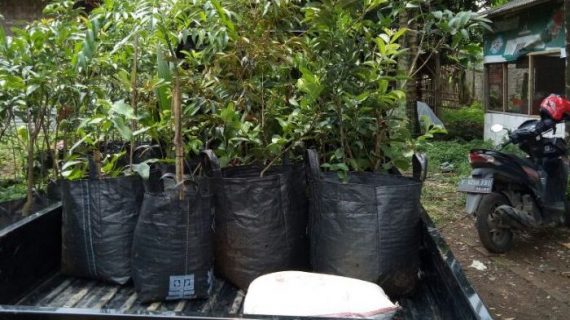 Jasa Pengiriman Tanaman Termurah Di Medan