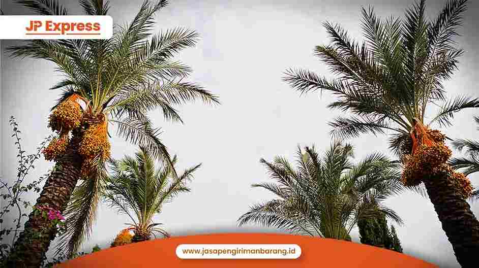 10 Fakta Menarik tentang Kurma yang Perlu Anda Ketahui